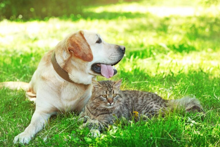 В Україну йде сильна спека до +36°: де і коли знову розігріє (карта)