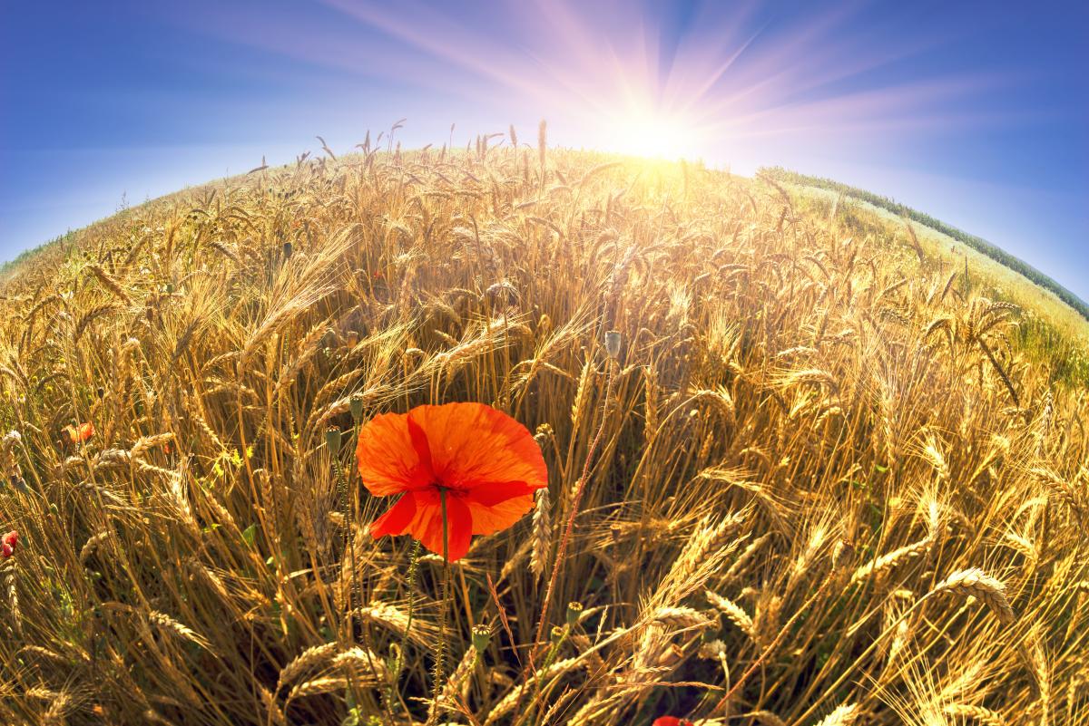 Літо в повному розпалі: 16 серпня Україну розігріє до +33° (карта)