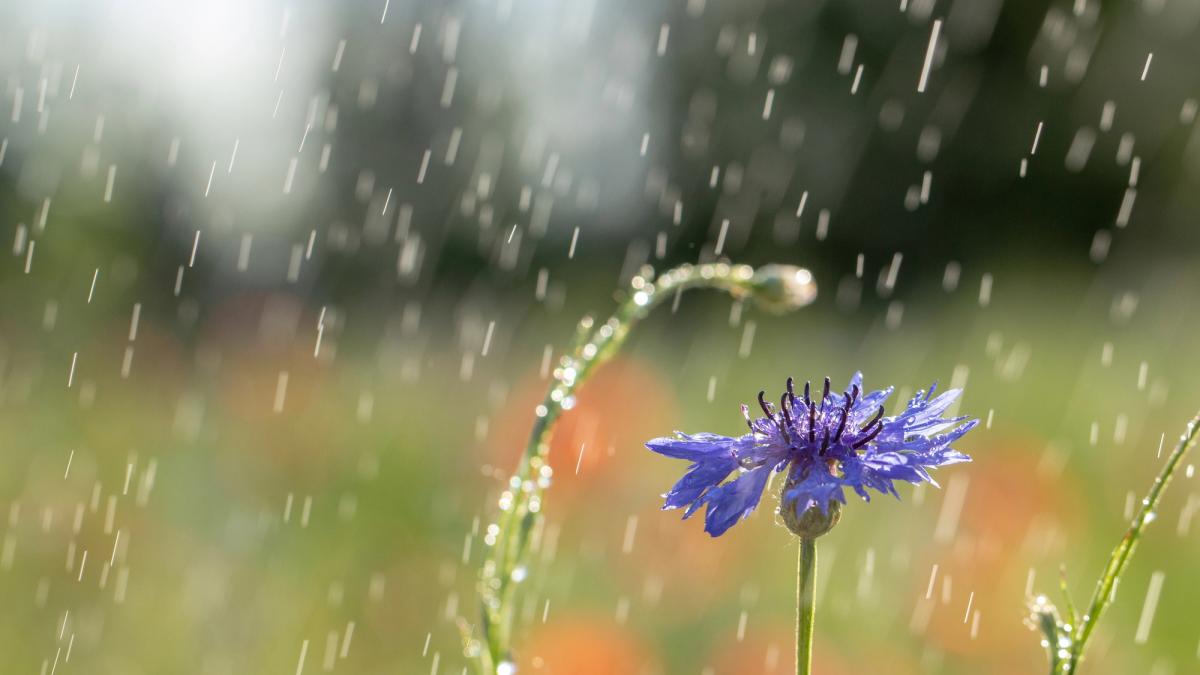 10 серпня із заходу в Україну зайдуть дощі (мапа)