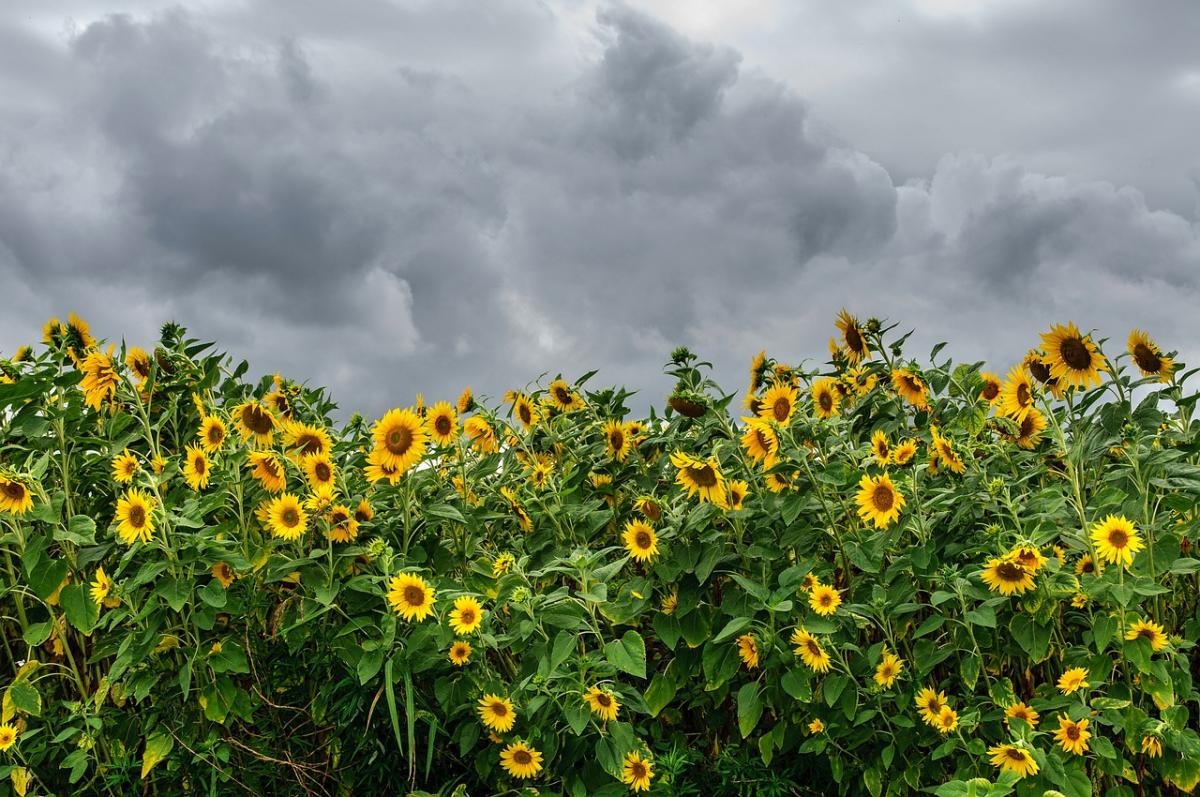 6 серпня в Україну зайдуть дощі та грози (карта)