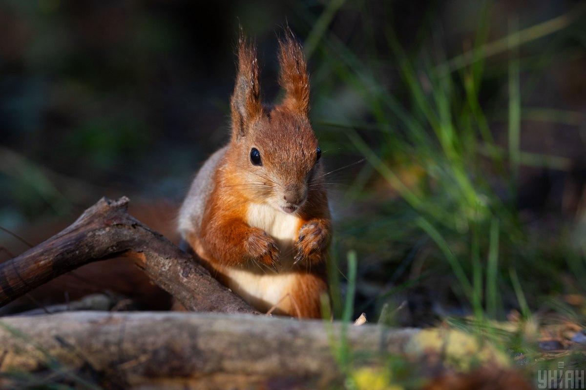 Після спеки до України увірветься похолодання, температура впаде до +20, - синоптикиня