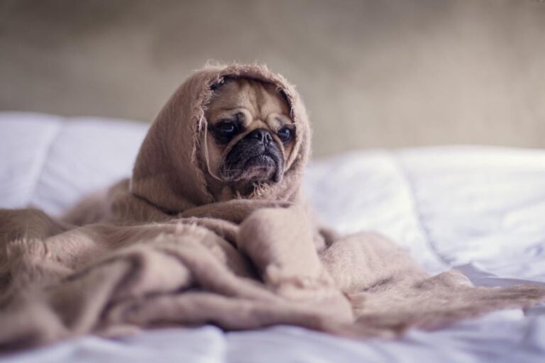 Ночі в Україні похолоднішають до +7°: синоптик розказав, де впаде температура