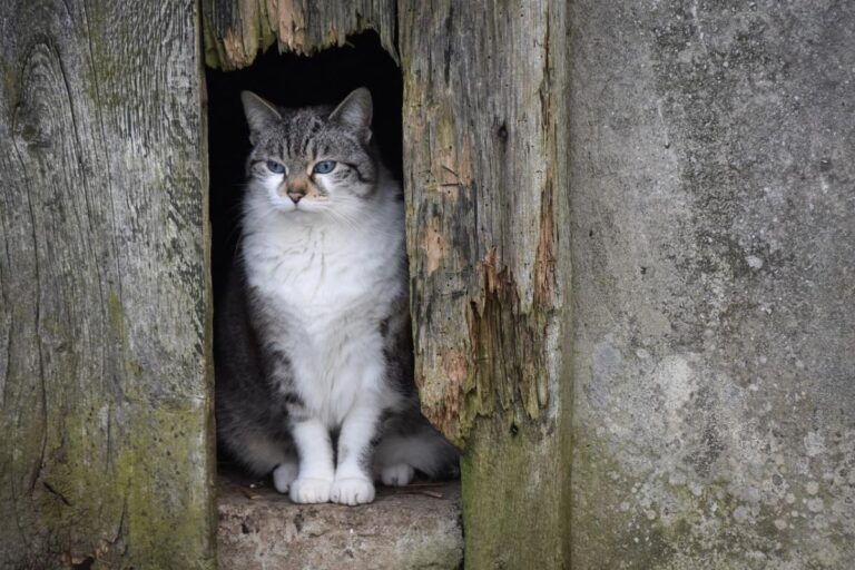 буде-холодяка-синоптикиня-назвала-області-де-28-вересня-впад-3089d34a