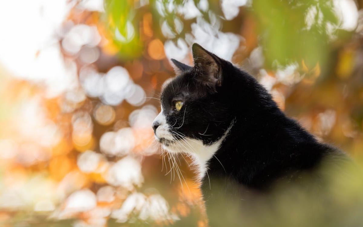 до-украіни-наближається-антициклон-petralilly-синоптикиня-ро-b4d421d1