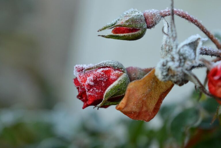 з-24-вересня-в-украіні-різко-похолоднішає-будуть-заморозки-с-87d9d746