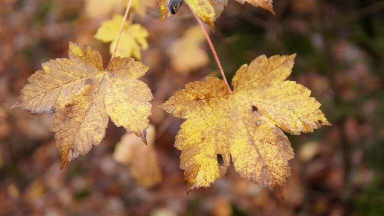 13-листопада-дощів-в-украіні-стане-менше-але-похолоднішає-b16e73d7