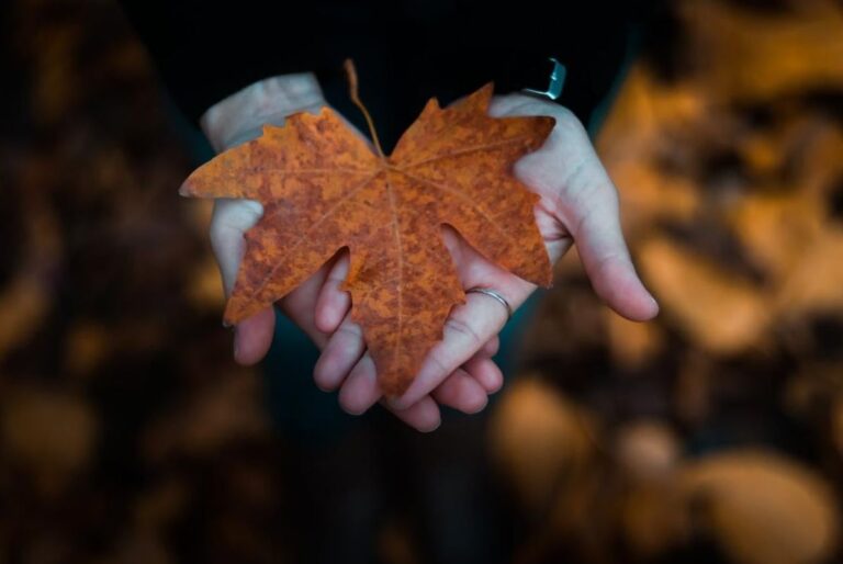 17-листопада-в-украіні-буде-тепло-попереду-похолодання-06bb7764