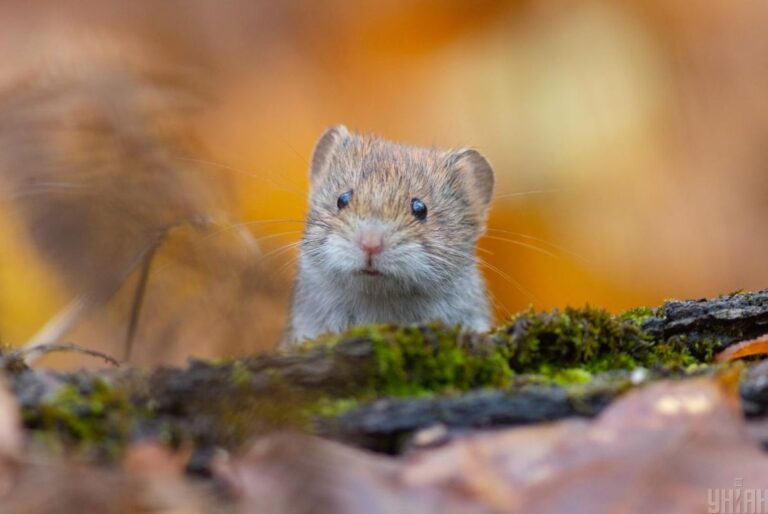 20-листопада-погода-в-украіні-покращиться-d561efa6