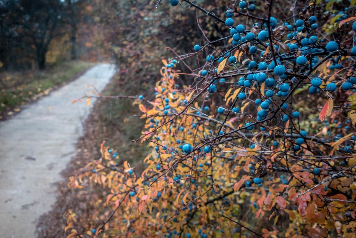 20-листопада-в-украіні-переважатиме-холод-синоптикиня-діденк-880bc373