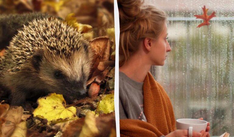 яка-буде-погода-у-вівторок-синоптики-дали-прогноз-на-25-лист-86032193