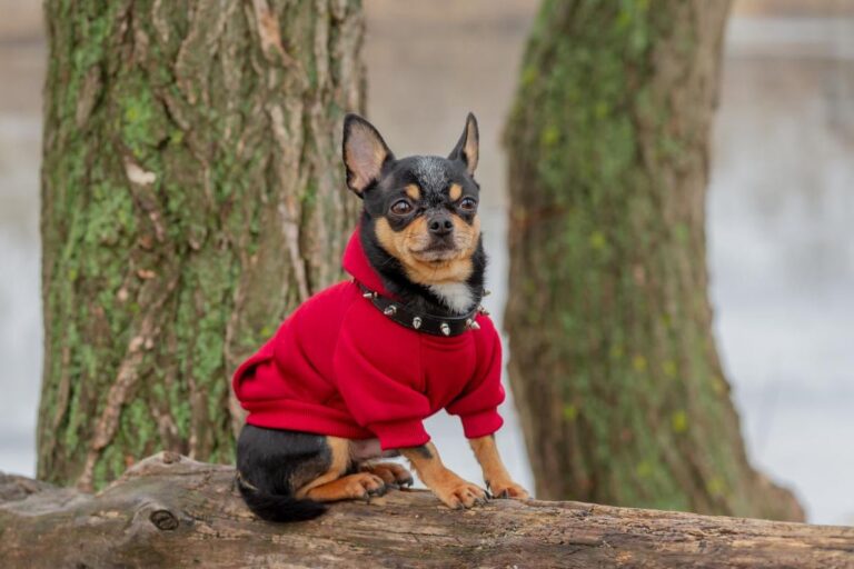 сьогодні-частину-украіни-накриє-похолодання-температура-впад-72b8834d