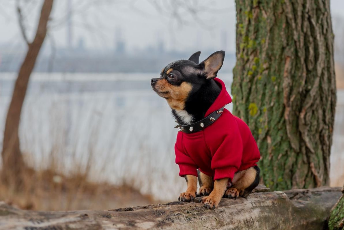 сильнии-вітер-та-похолодання-синоптикиня-діденко-прогнозує-н-4b7ad104