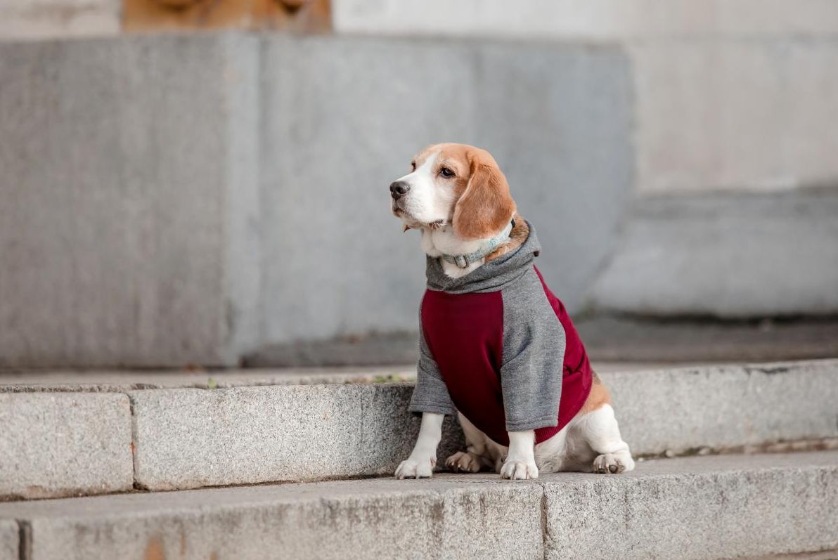 синоптикиня-діденко-назвала-області-де-завтра-похолоднішає-д-8cf520d3