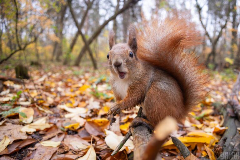 синоптикиня-розказала-як-змінюватиметься-погода-у-києві-наиб-f4ee88c0