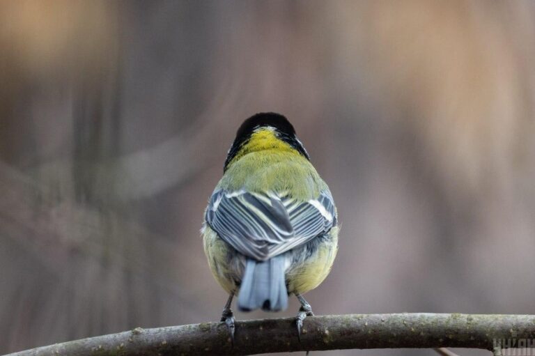 16-грудня-опади-підуть-геть-і-в-украіні-стане-тепліше-f8184ae2