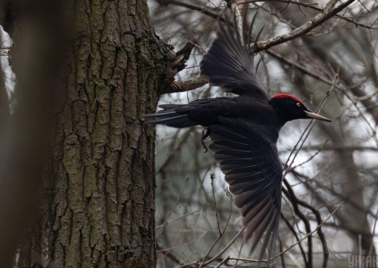 17-грудня-в-украіні-буде-похмуро-але-тепло-5d89ea6d