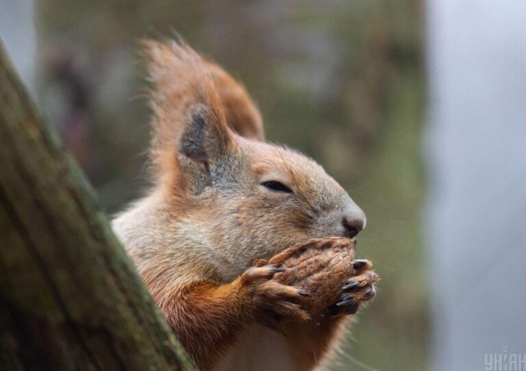 18-грудня-в-украіні-буде-тепло-в-одніи-області-дощі-dbd3c0c0