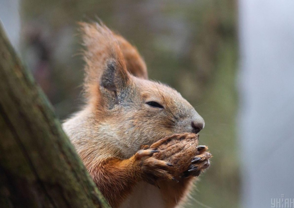 18-грудня-в-украіні-буде-тепло-в-одніи-області-дощі-dbd3c0c0