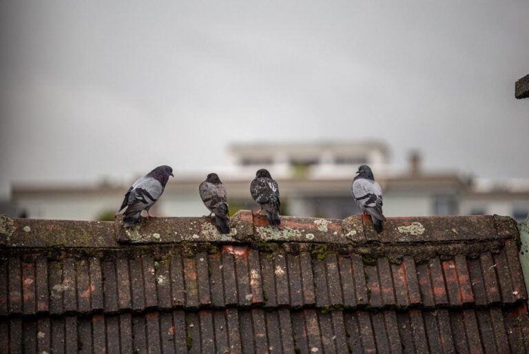 19-грудня-в-украіні-буде-сухо-але-є-нюанси-64db401e