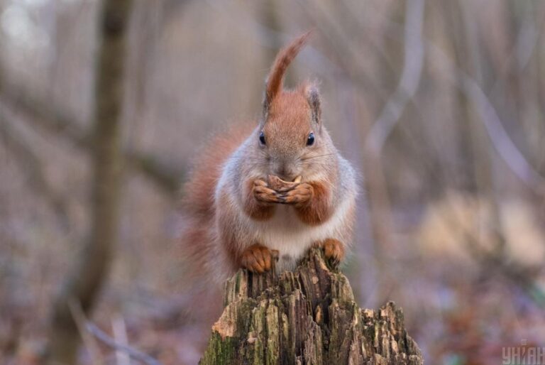 20-грудня-в-украіні-стане-свіжіше-7e8df7d1