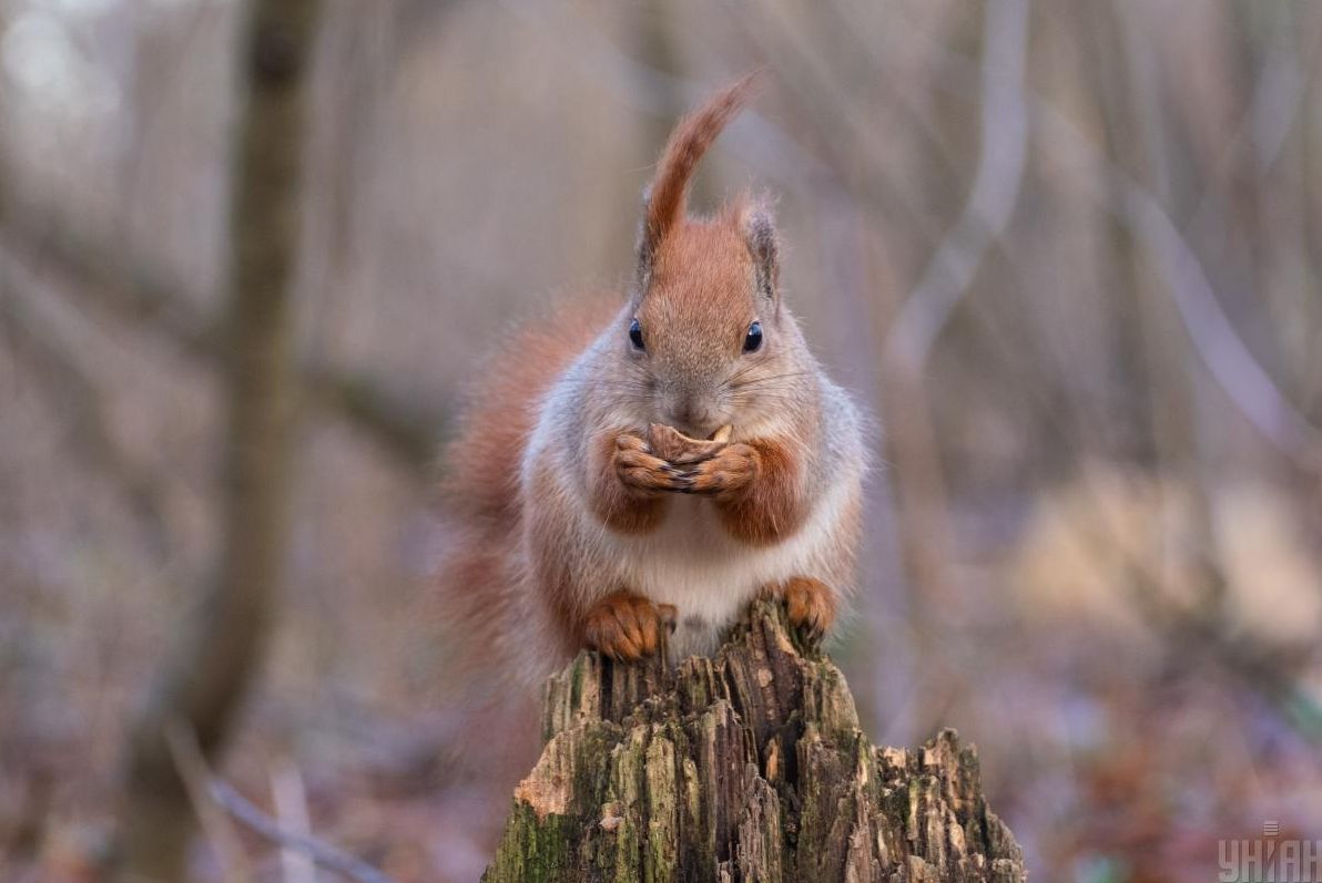 20-грудня-в-украіні-стане-свіжіше-7e8df7d1