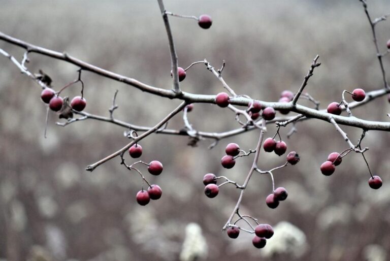 якими-будуть-в-украіні-останніи-день-осені-і-перші-дні-зими--0eede633