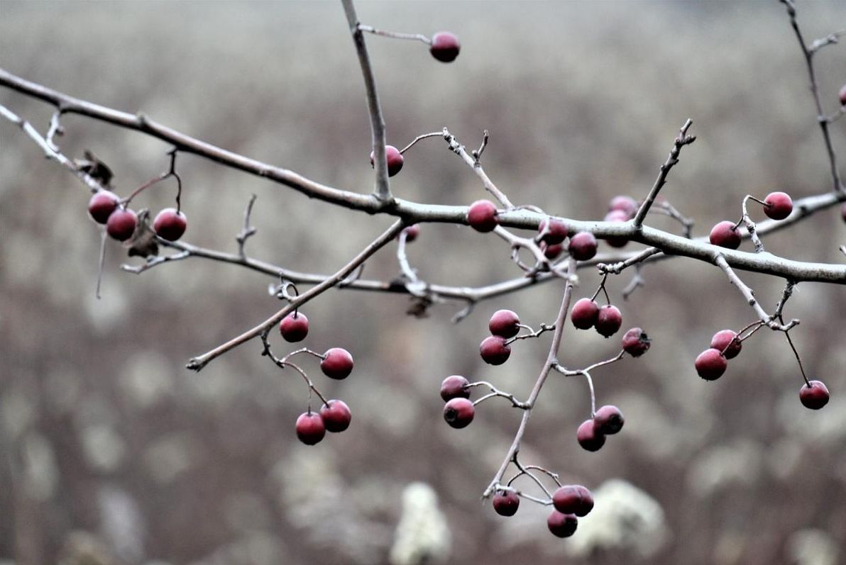 якими-будуть-в-украіні-останніи-день-осені-і-перші-дні-зими--0eede633
