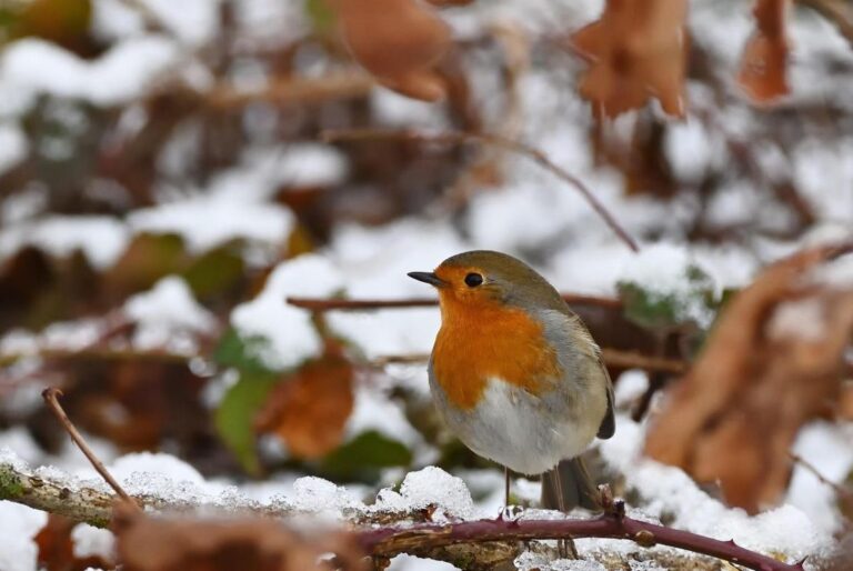 на-вихідних-в-украіні-похолоднішає-та-почне-сніжити-96b6ed4d