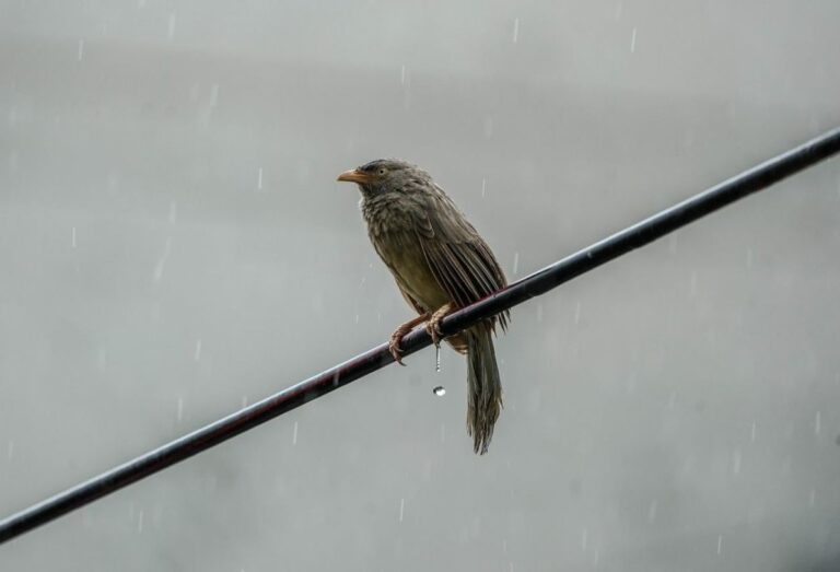 сьогодні-до-украіни-заидуть-дощі-де-чекати-на-опади-f96b7349