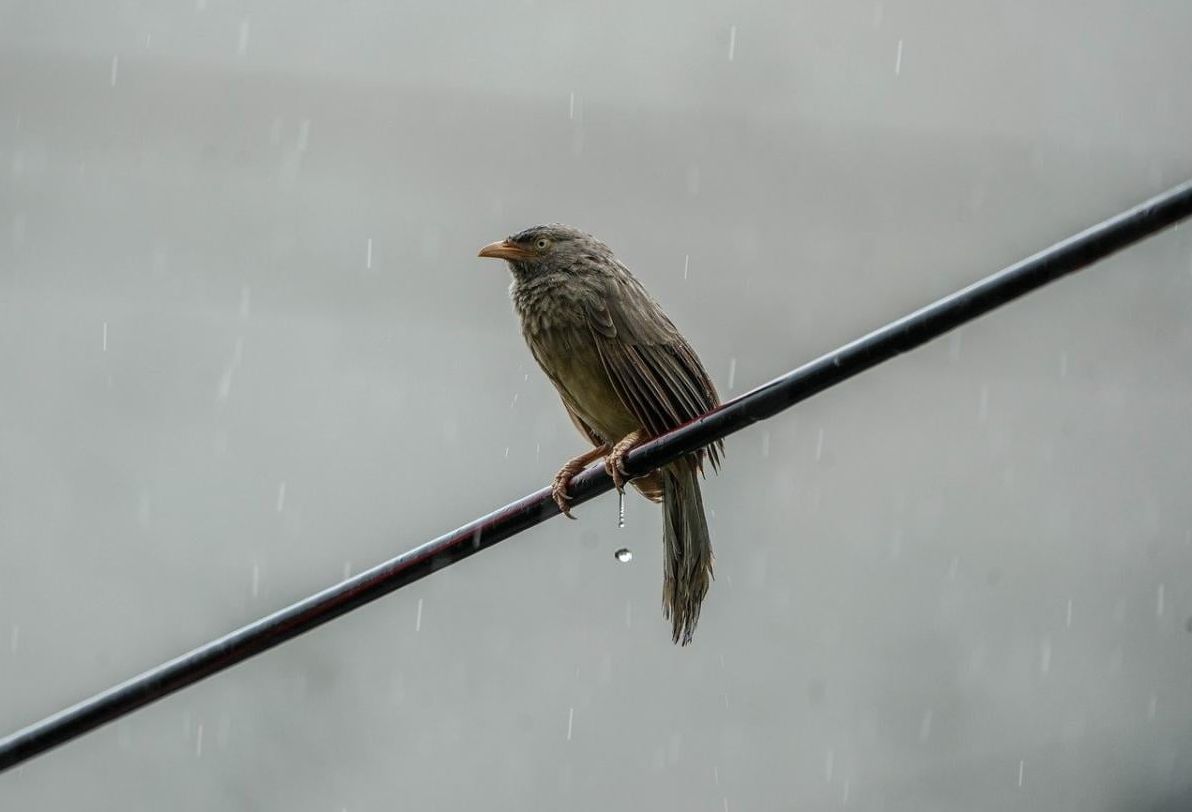 сьогодні-до-украіни-заидуть-дощі-де-чекати-на-опади-f96b7349