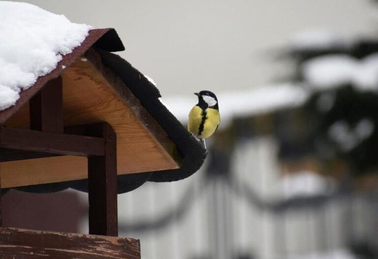 синоптикиня-діденко-розказала-про-сніг-та-похолодання-23-гру-bf6cab44