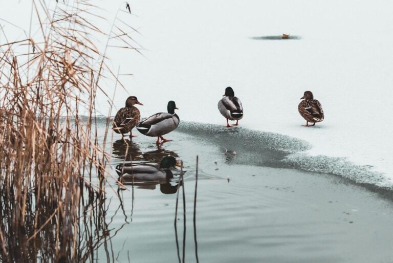 синоптикиня-повідомила-чи-повернуться-морози-до-украіни-наиб-c83ce7ed