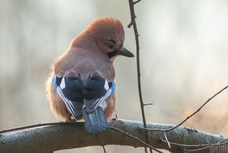 трохи-морозу-трохи-сонця-синоптики-розповіли-про-погоду-в-ук-d9b5cfd3