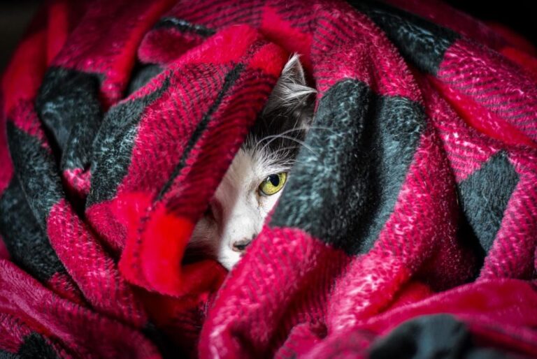 тиждень-в-украіні-почнеться-з-похолодання-684764d4