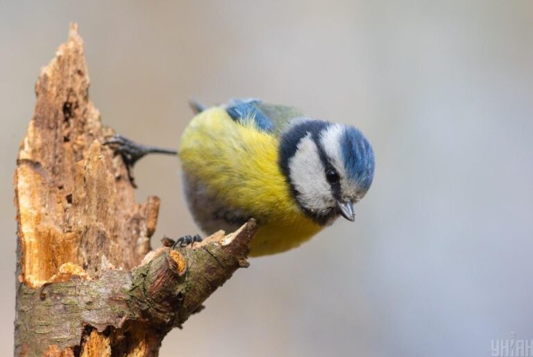 украіну-розігріє-до-12-синоптикиня-розказала-де-18-грудня-бу-528a535a