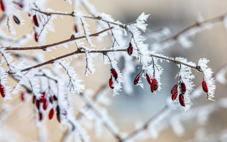 укргідрометцентр-розповів-про-похолодання-та-сніг-напередодн-27c6b02a