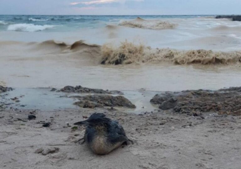 в-одесі-намагаються-врятувати-сотні-птахів-постраждалих-чере-45bd2f84