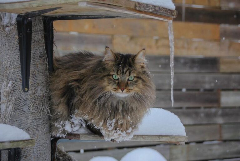 в-украіну-мчить-справжня-зима-з-морозами-до-13-та-снігом-203f3304