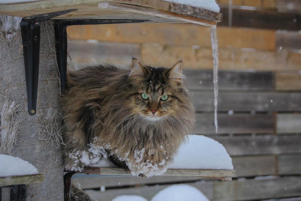 в-украіну-мчить-справжня-зима-з-морозами-до-13-та-снігом-203f3304