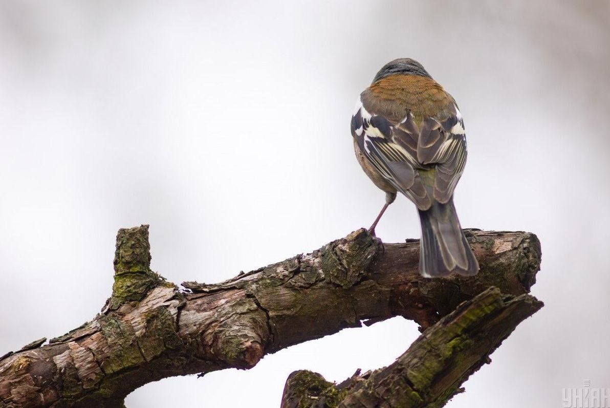 вдень-до-12-синоптикиня-повідомила-де-у-середу-в-украіні-буд-414ed188