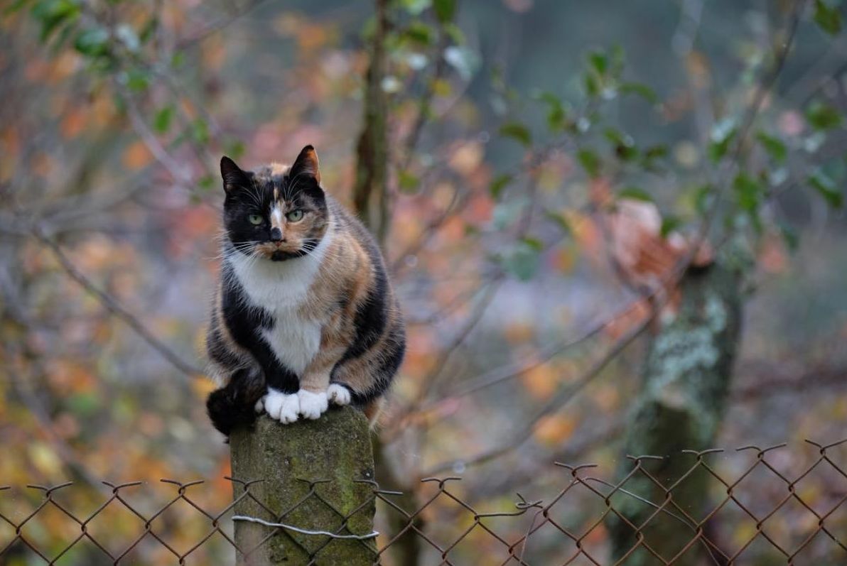 волого-і-похмуро-якою-буде-погода-в-украіні-в-останніи-день--2af30b64