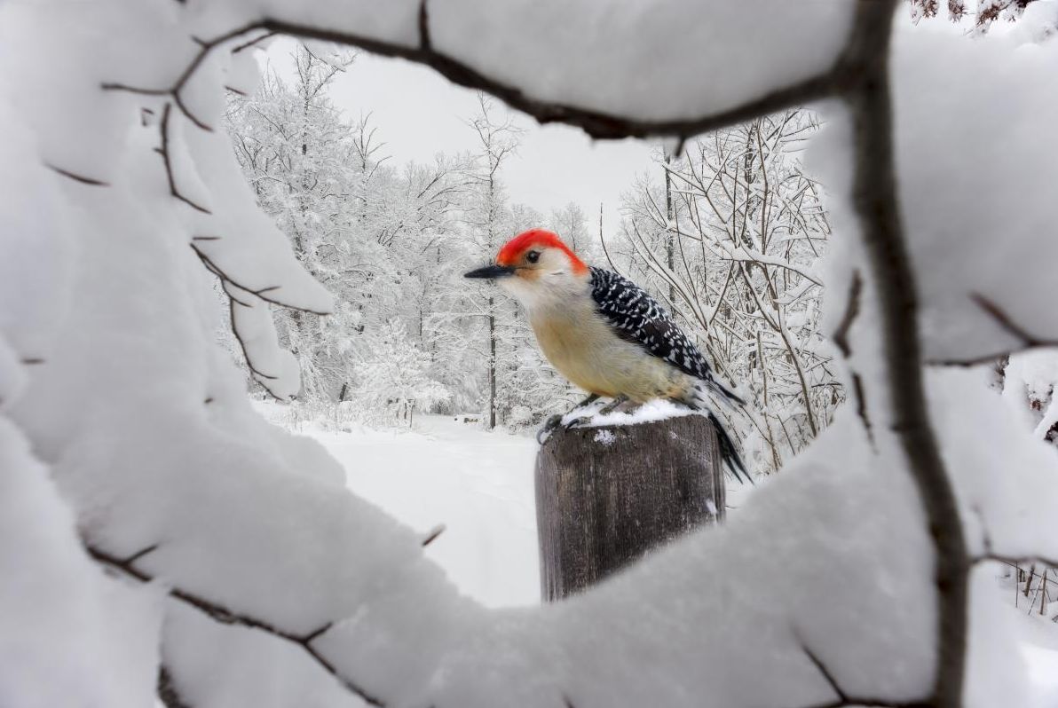 12-січня-погода-в-украіні-почне-поліпшуватися-але-тепліше-не-70312b7b