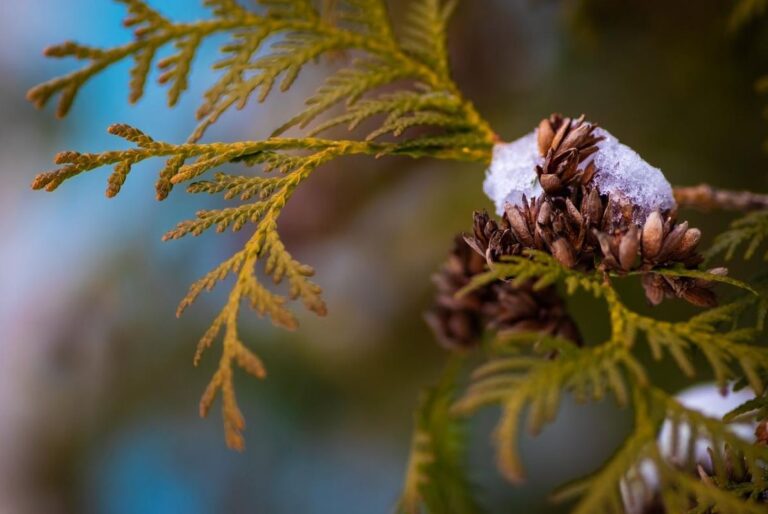 29-січня-потепління-в-украіні-триватиме-де-температура-порад-119d19ed