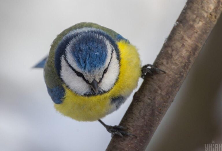 аномальнии-холод-вже-проидено-до-украіни-мчить-довгоочікуван-3586151d