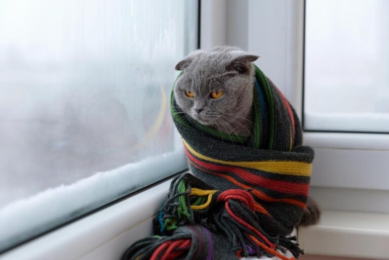 до-украіни-мчать-сибірські-морози-синоптик-попередив-про-нов-62d0f188