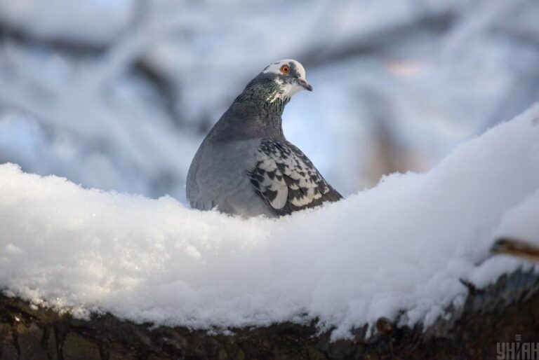 до-украіни-повертається-тепла-європеиська-зима-синоптикиня-н-104cf4c0