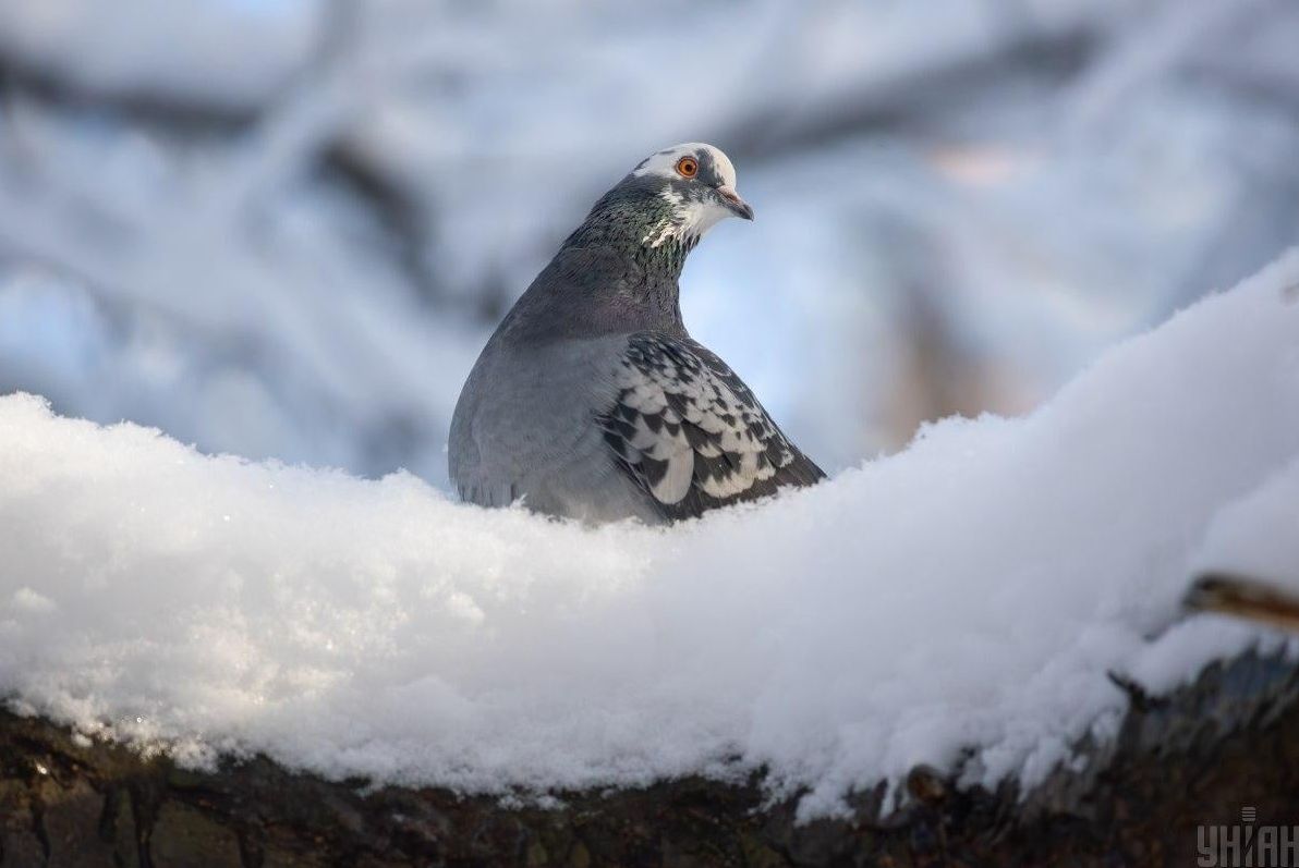 до-украіни-повертається-тепла-європеиська-зима-синоптикиня-н-104cf4c0
