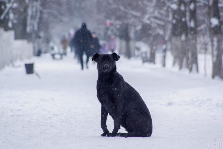 коротке-потепління-в-украіні-16-січня-зміниться-морозами-bfd0d9a3