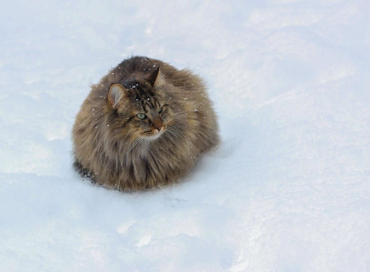 наиближчоі-ночі-в-украіні-похолоднішає-синоптикиня-діденко-ca60c14b