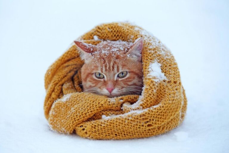 синоптики-розказали-яка-погода-чекає-на-украінців-у-перші-дн-6db89220